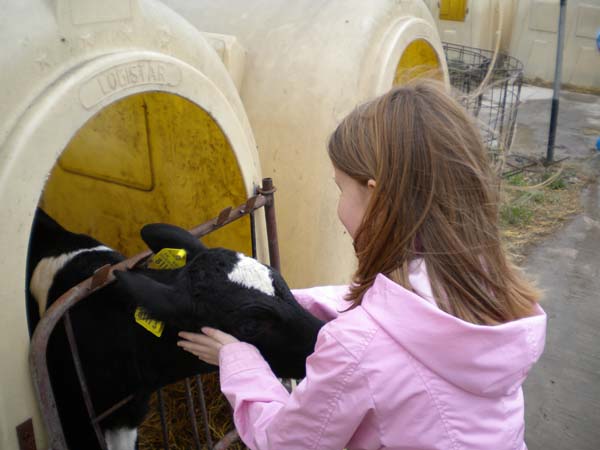 Deti za kravou 087 My a teliatka